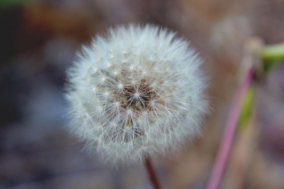 Free Image of A close up of a dandelion 