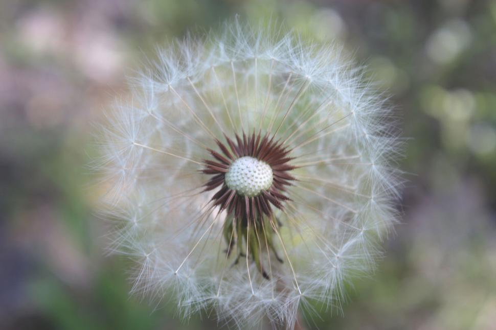 Free Image of A close up of a dandelion 