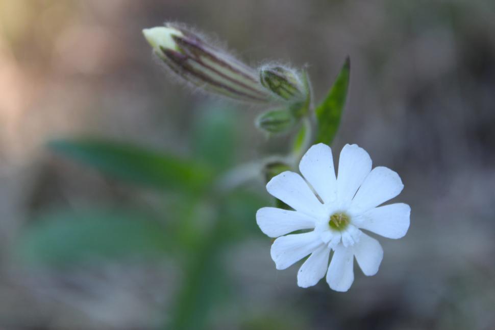 Free Image of A white flower on a plant 