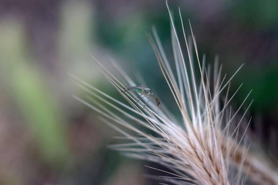Free Image of A bug on a plant 