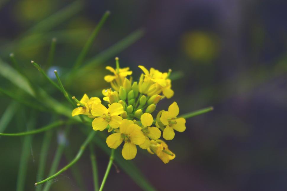 Free Image of A close up of a yellow flower 