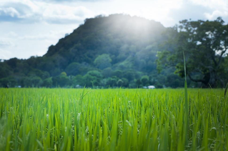 Free Image of A field of grass with a mountain in the background 