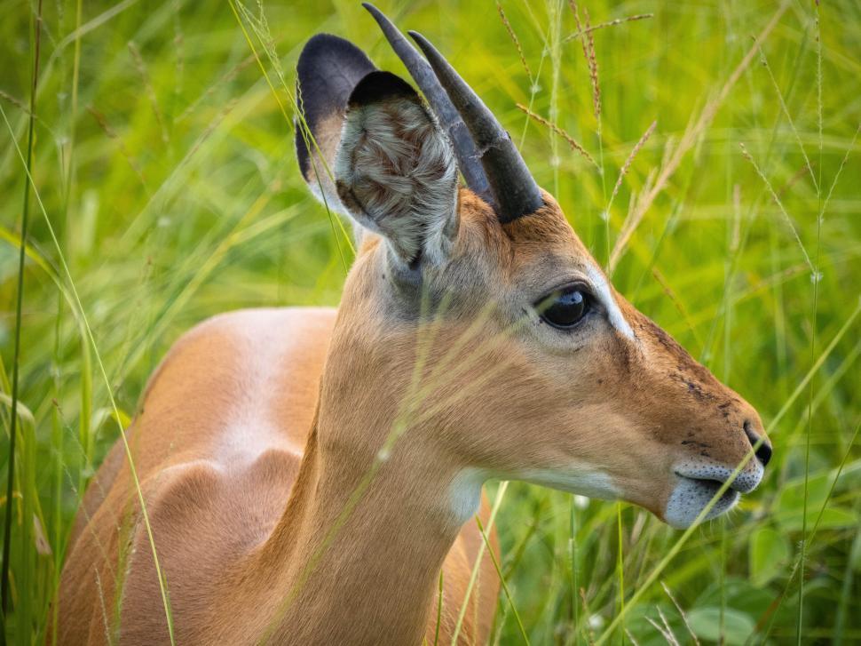 Free Image of A deer in the grass 