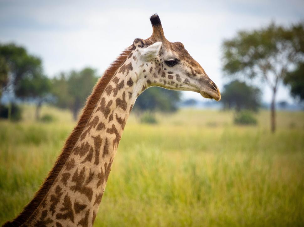Free Image of A giraffe standing in a field 