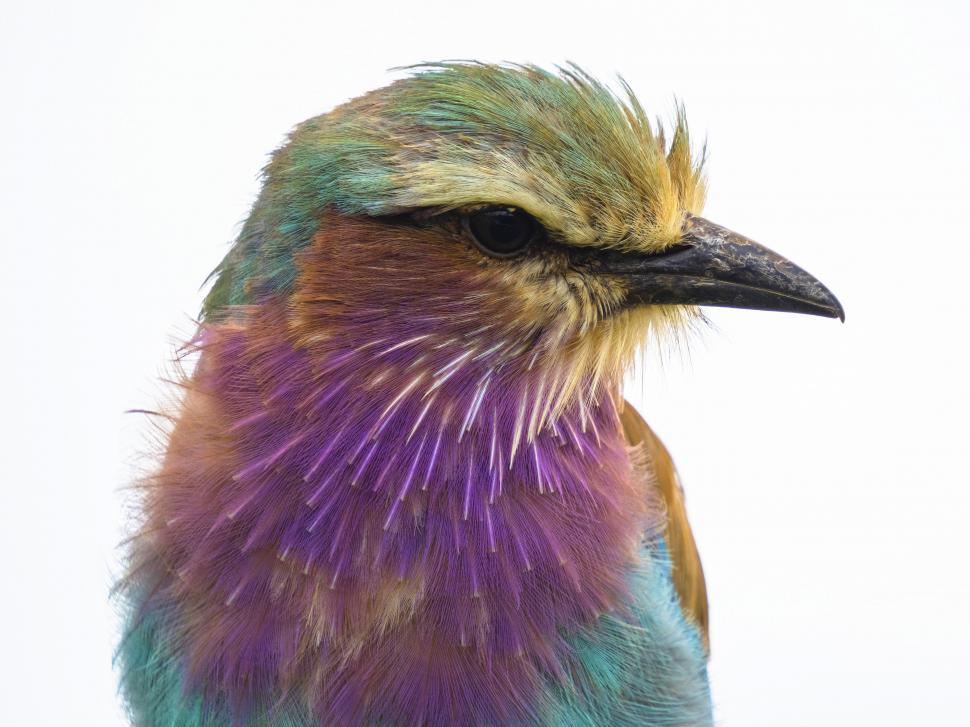 Free Image of A close up of a bird 