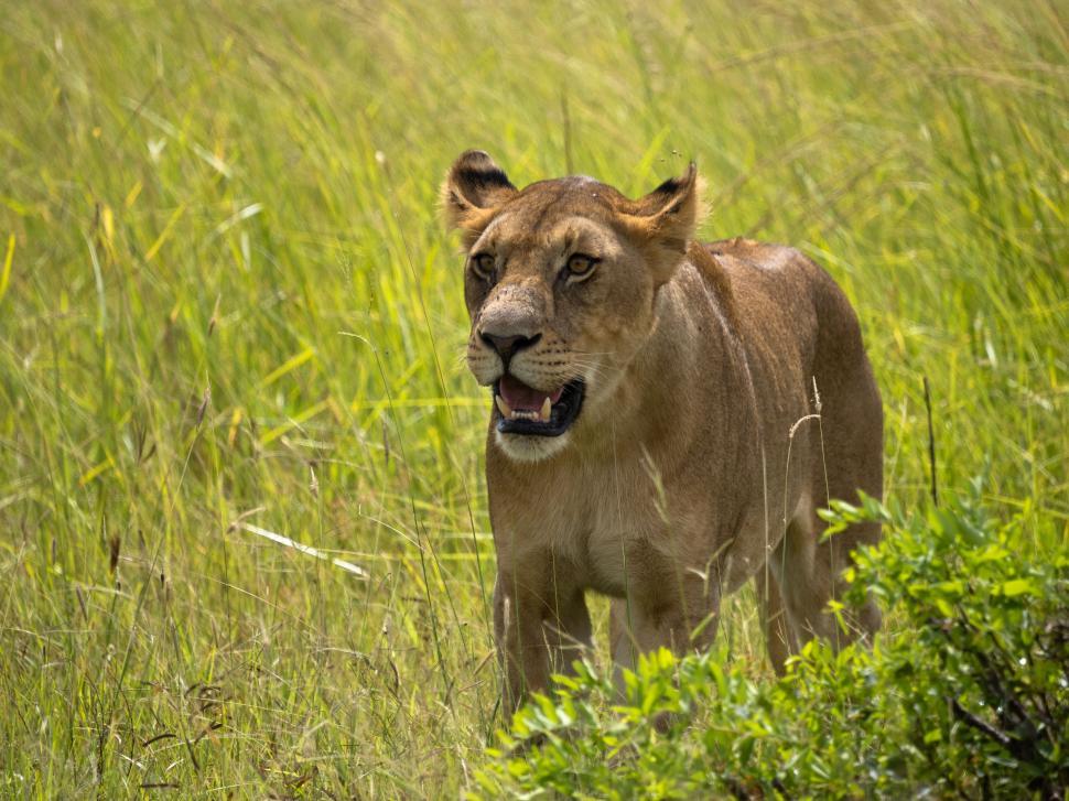 Free Image of A lion in a grassy field 