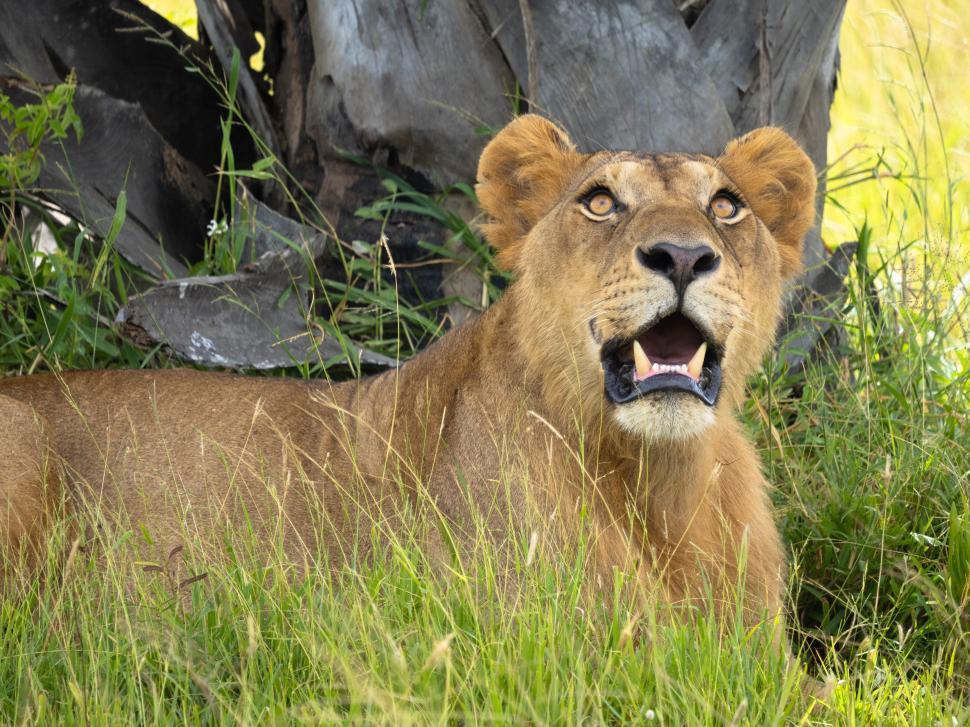 Free Image of A lion lying in the grass 