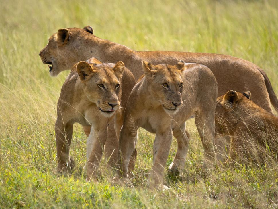 Free Image of A group of lions in a field 