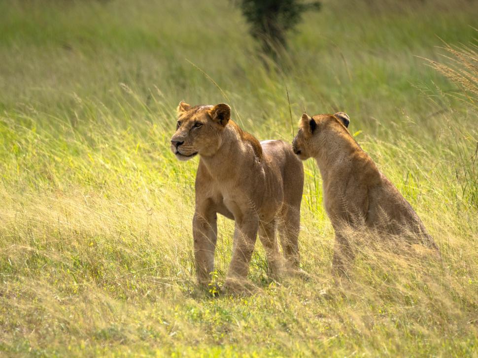 Free Image of Two lions in a grassy field 