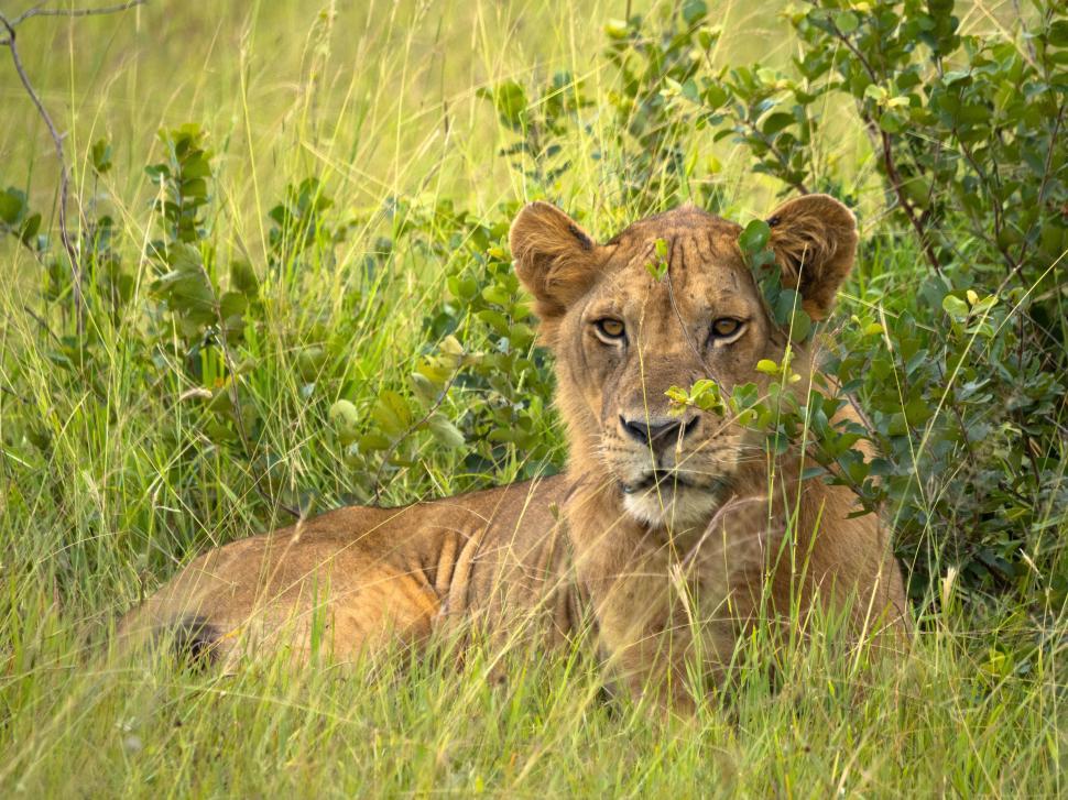 Free Image of A lion lying in tall grass 