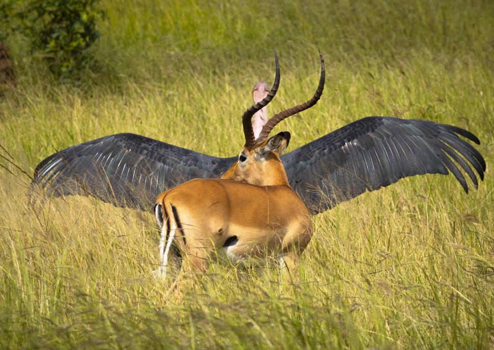 Free Image of A grazing antelope and a vulture with spread wings 