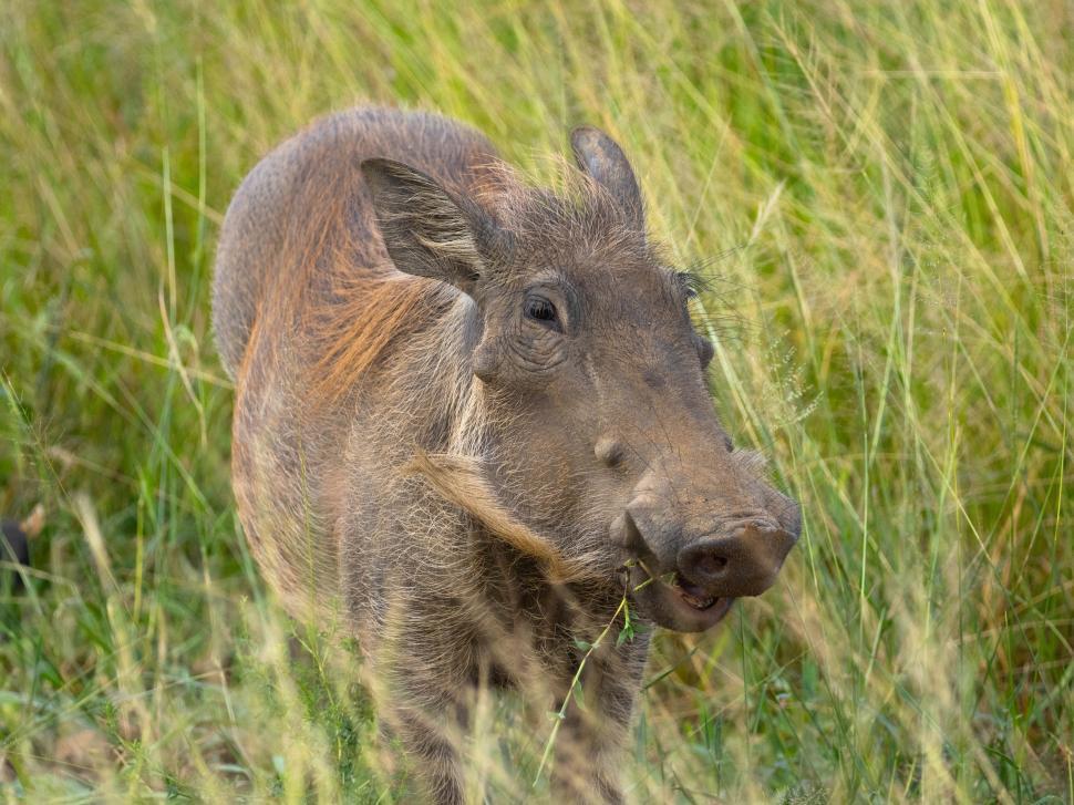 Free Image of A warthog in tall grass 