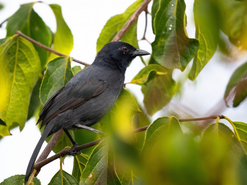 Free Image of A black bird on a branch 