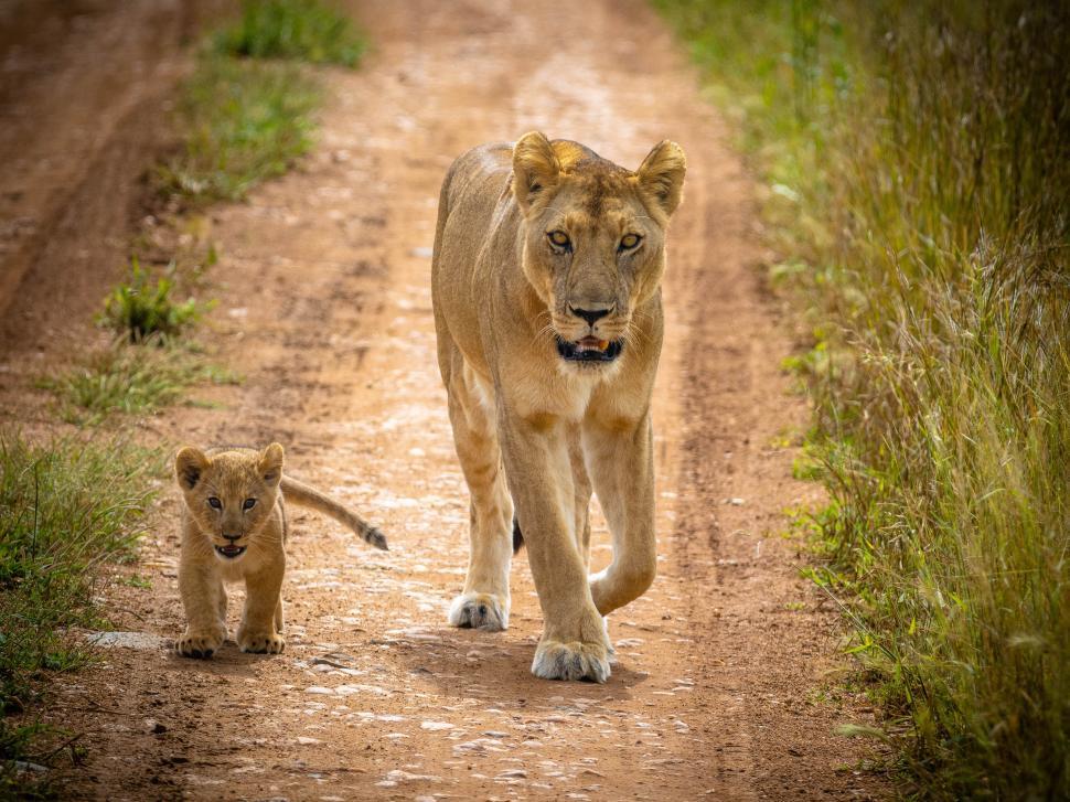 Free Image of A lioness and cub walking on a dirt road 