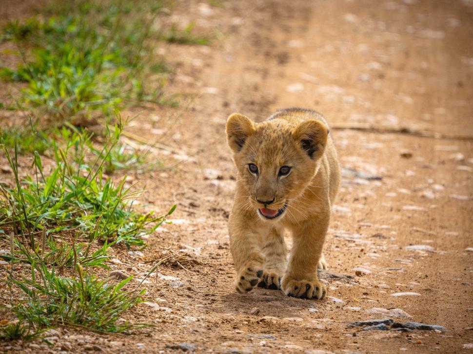 Free Image of A lion cub walking on a dirt road 