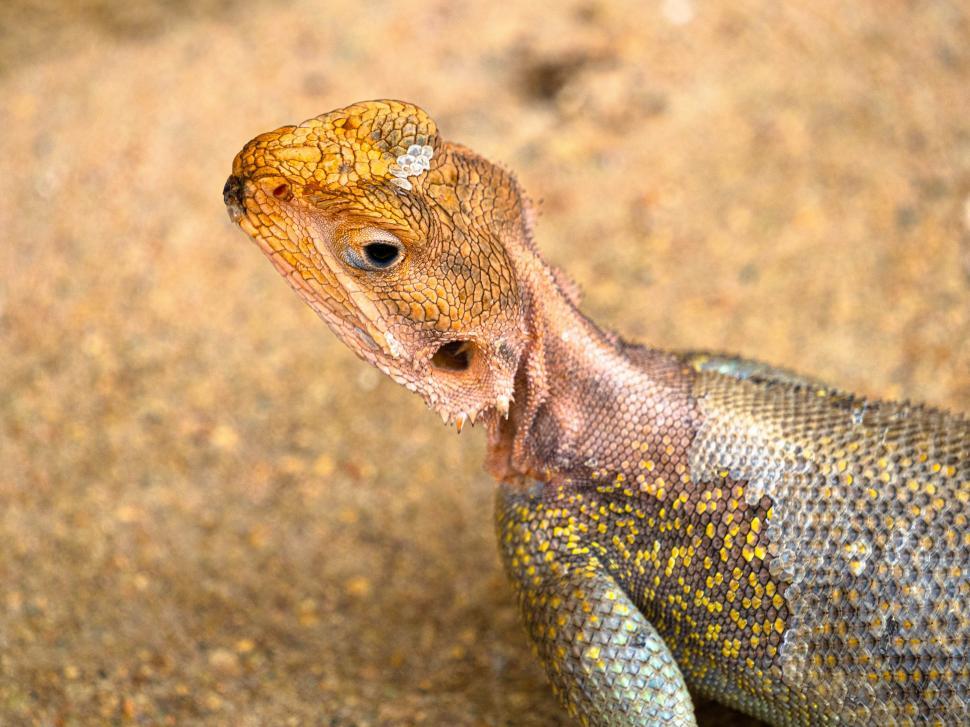 Free Image of A lizard standing on the ground 