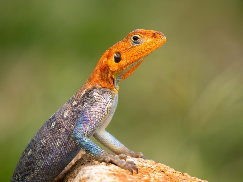 Free Image of A lizard standing on a rock 