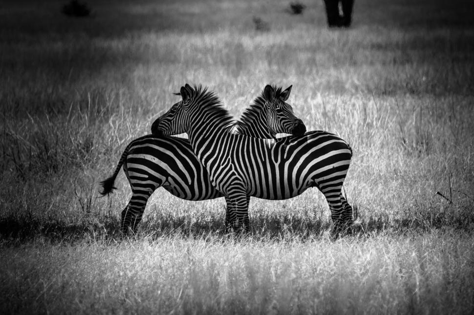 Free Image of A group of zebras standing in a field 