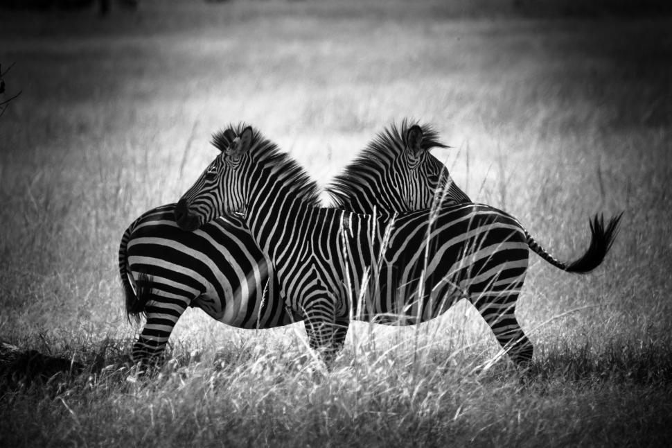 Free Image of A zebras standing in a field 