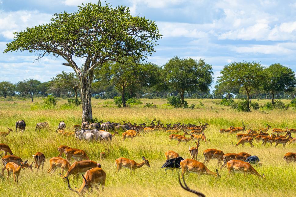 Free Image of A group of animals in a field 