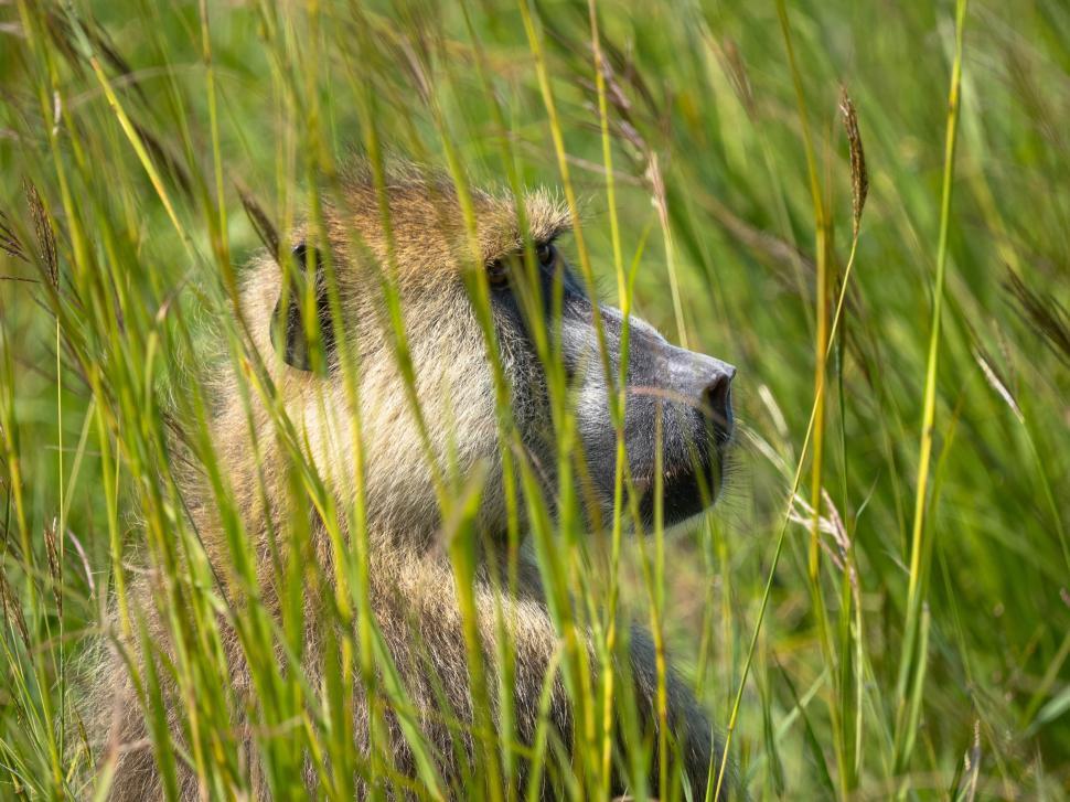 Free Image of A monkey in tall grass 