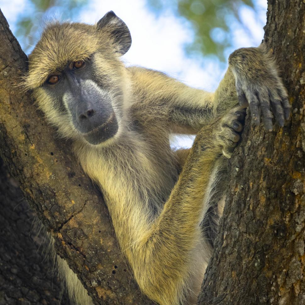 Free Image of A monkey in a tree 