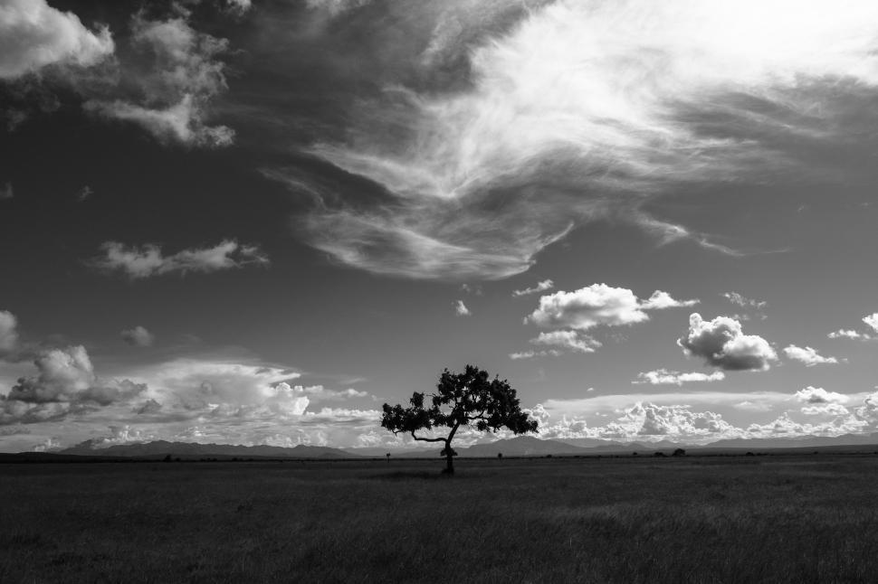 Free Image of A tree in a field 