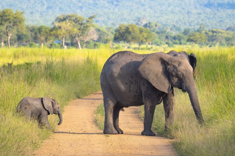 Free Image of A elephant and baby elephant walking on a dirt road 