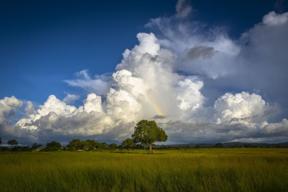 Free Image of A tree in a field with a rainbow in the sky 