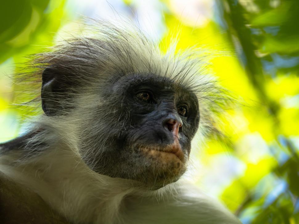 Free Image of A monkey with white hair 