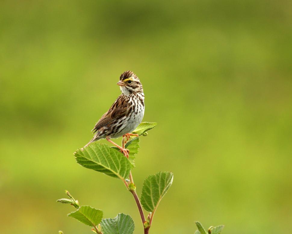 Free Image of Sparrow 