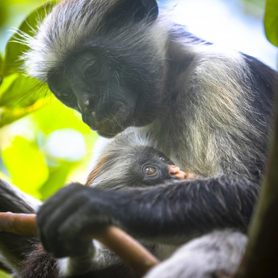 Free Image of A monkey holding a baby monkey in a tree 