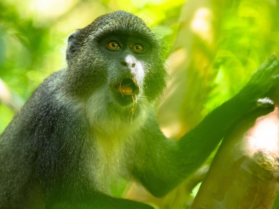Free Image of A monkey in a tree 