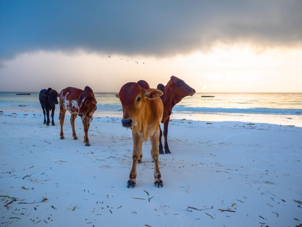 Free Image of A group of cows on a beach 