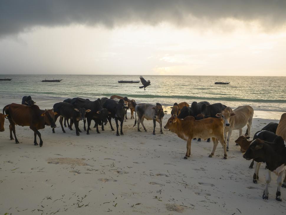 Free Image of A group of animals on a beach 