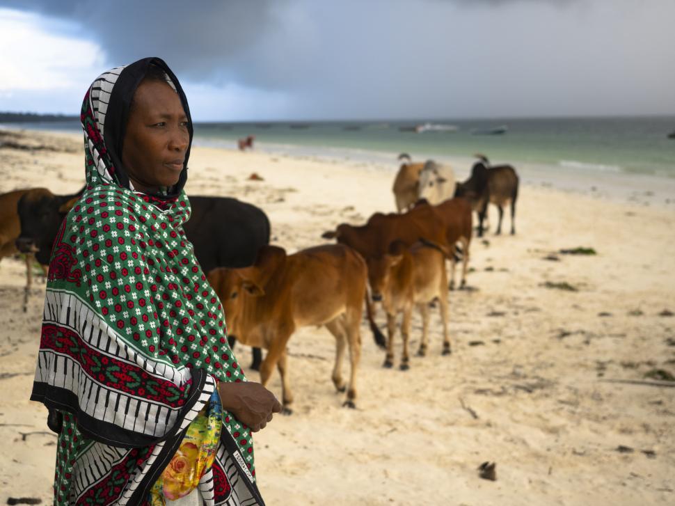 Free Image of A woman standing on a beach with cows 