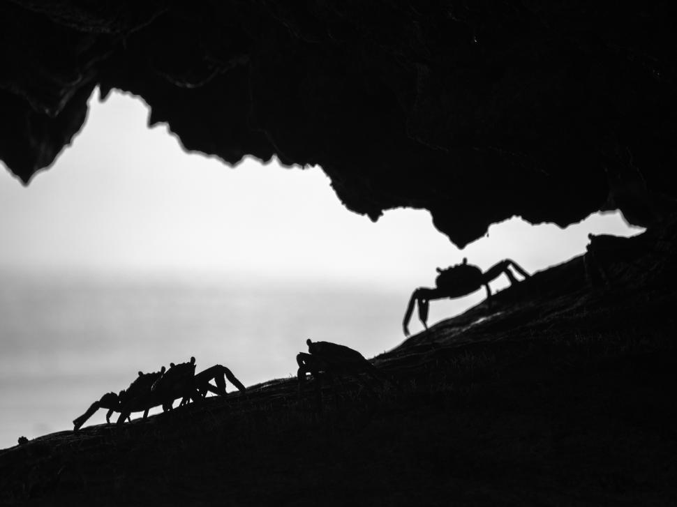 Free Image of A group of crabs in a cave 