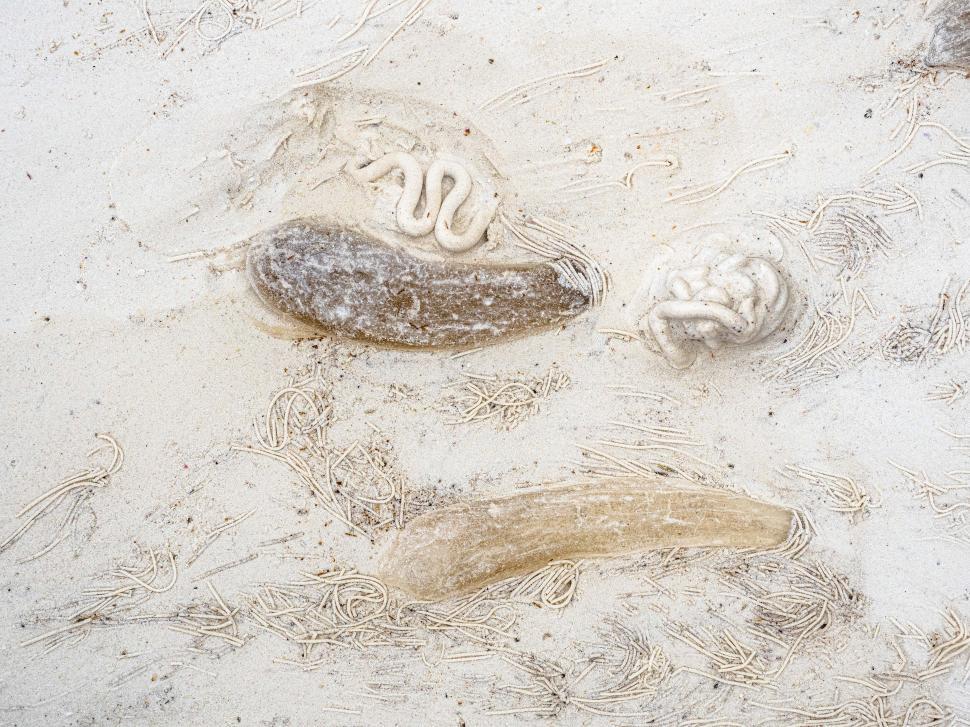Free Image of A group of sea creatures in sand 