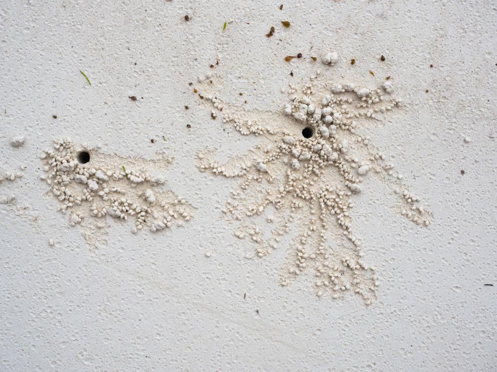 Free Image of A group of sand holes 