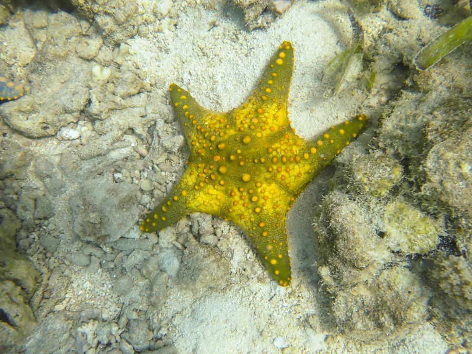Free Image of A starfish on the sand 