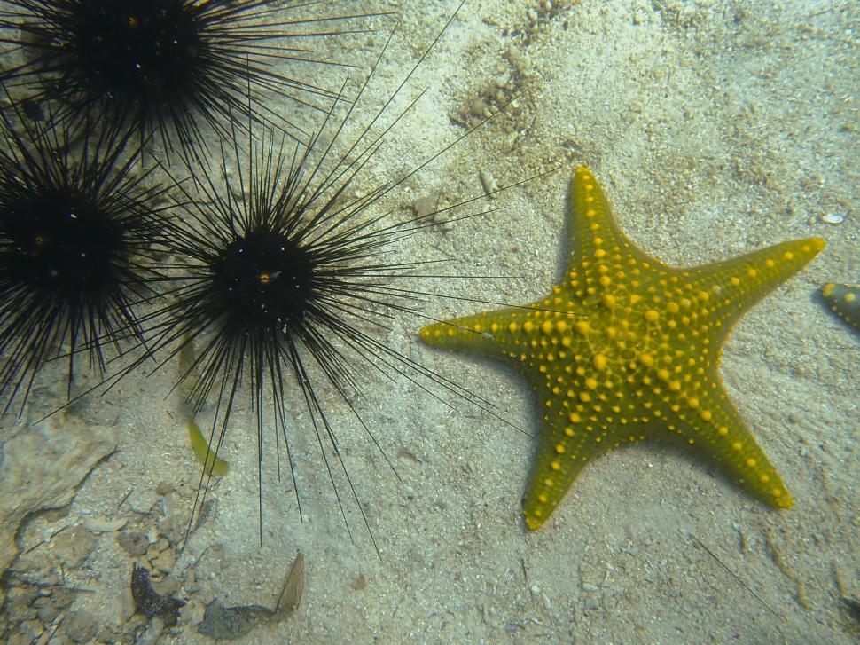 Free Image of A starfish and sea urchins in the sand 