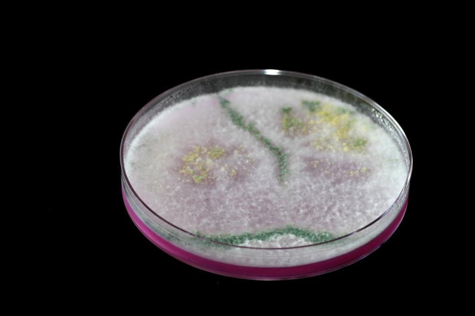 Free Image of Mold 