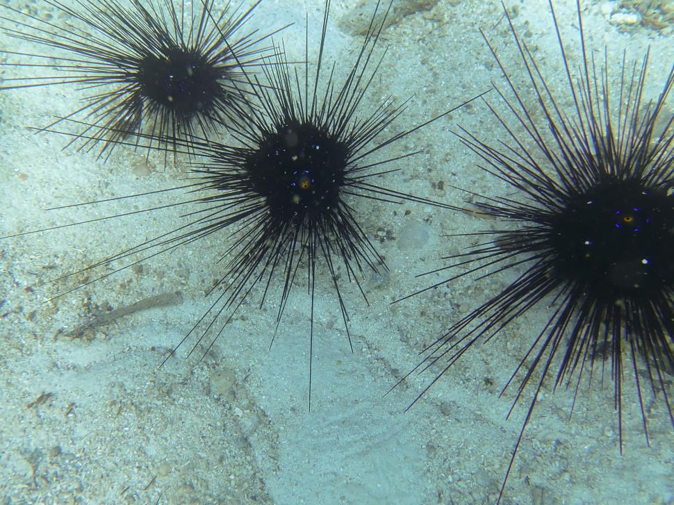 Free Image of Black sea urchins in the water 