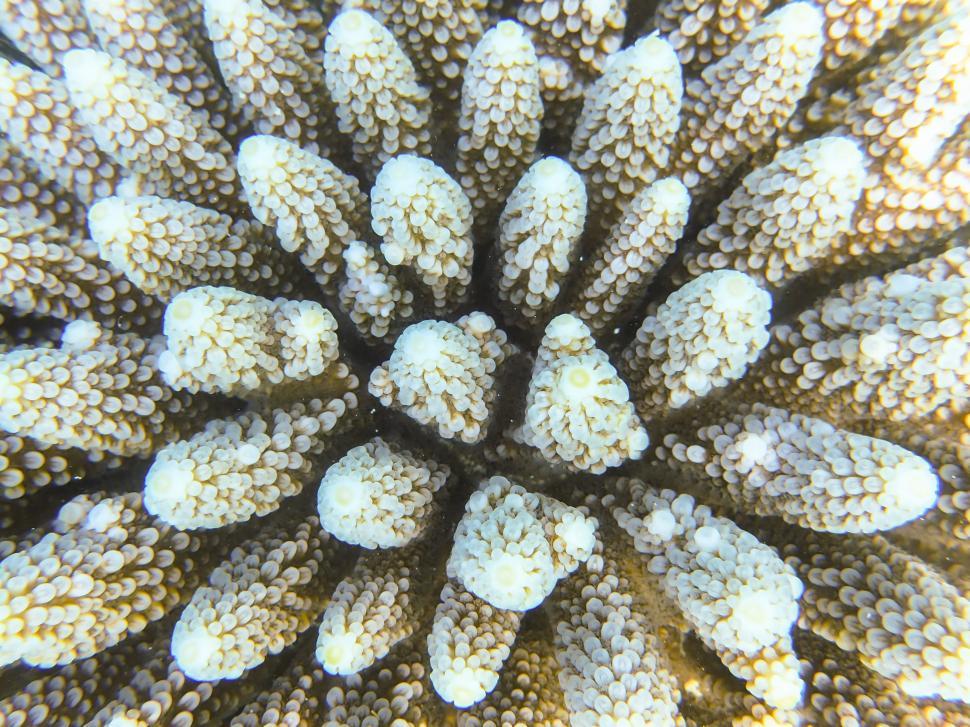 Free Image of Close up of a coral 