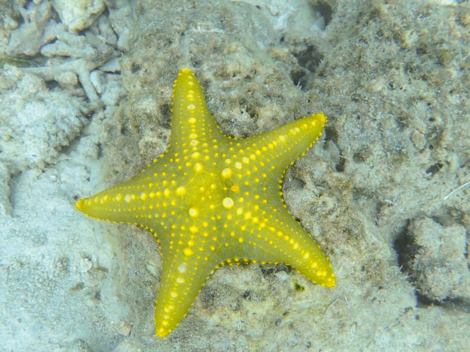Free Image of A yellow starfish in the water 