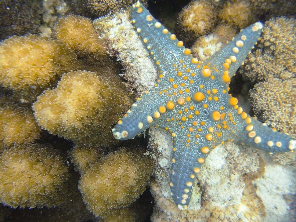 Free Image of A starfish in the water 