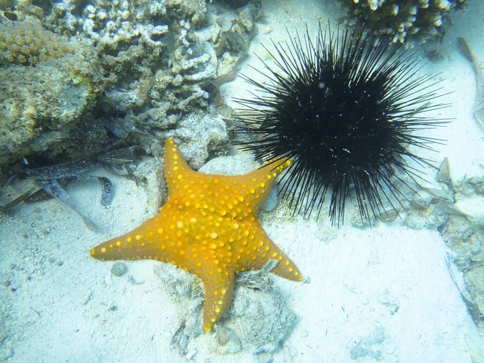 Free Image of A starfish and sea urchins in the water 