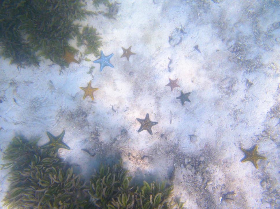 Free Image of Starfish under water with plants and sand 