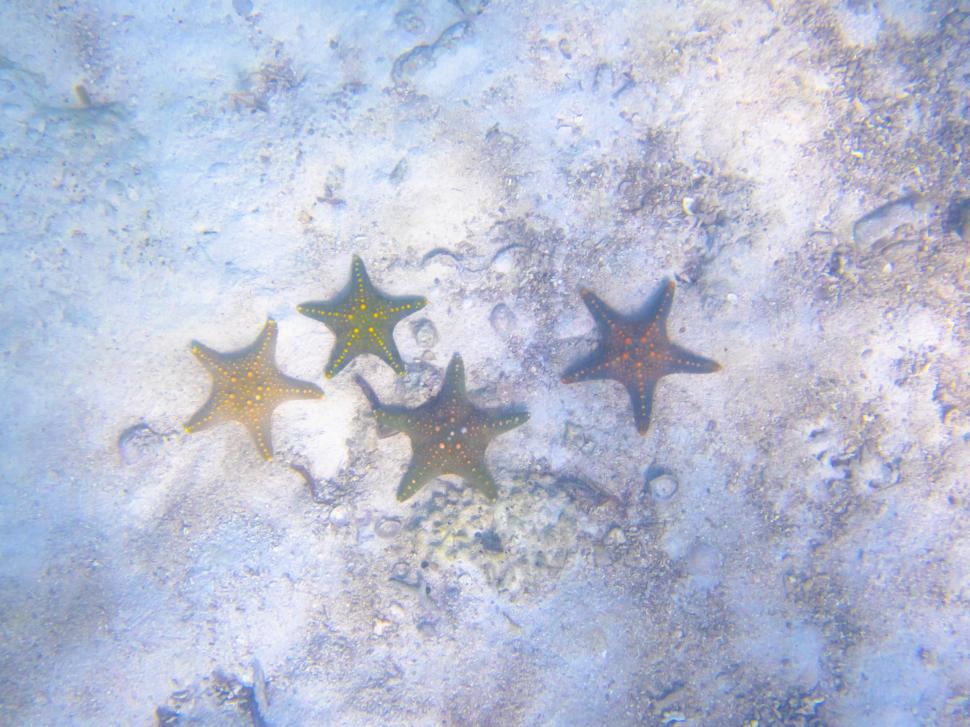 Free Image of Starfish under water with sand and rocks 