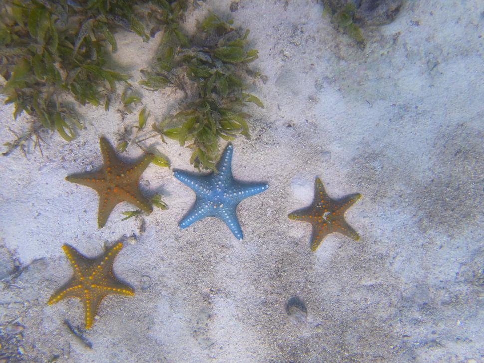 Free Image of Starfish under water with plants and rocks 